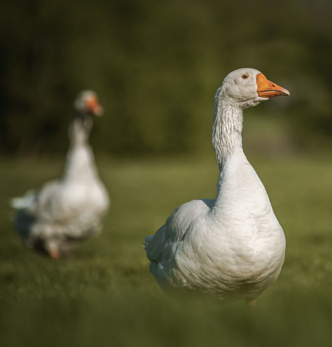 Two geese standing on a green meadow