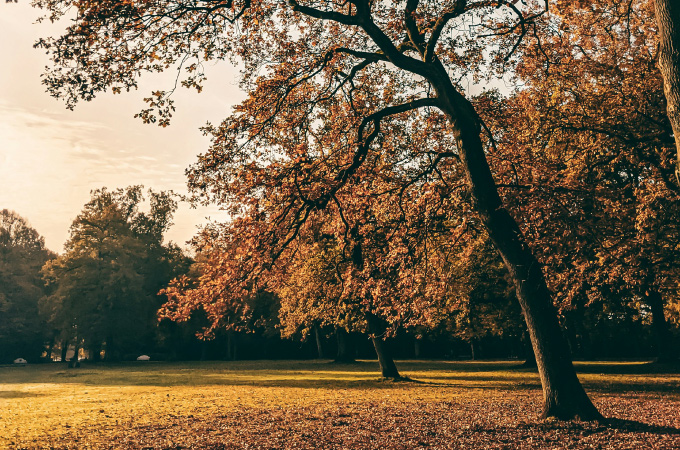 Herbstliche Parkszene mit Sonnenlicht, das durch bunte orangefarbene und rote Blätter hoher Bäume fällt.